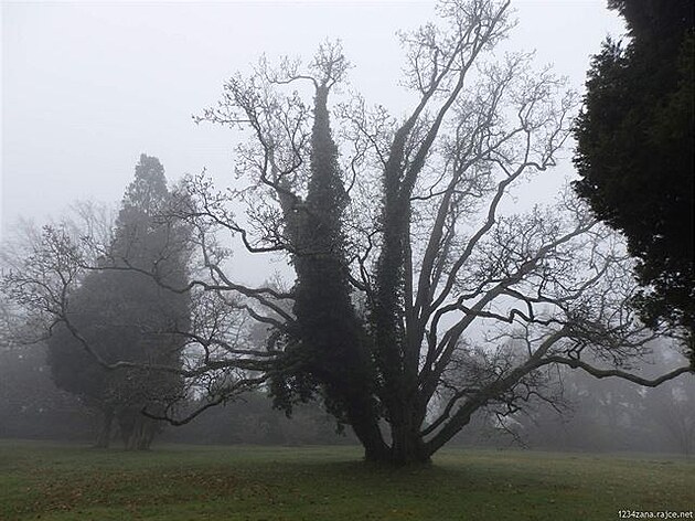 Zámecký park - Sychrov