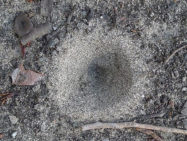 Past na mravence a jiné brouky