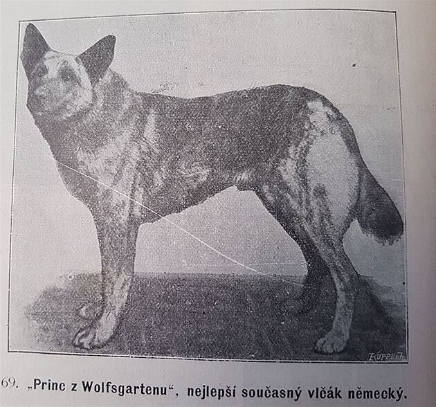 Z knihy Vecky druhy ps, autor Václav Fuchs, Praha 1903