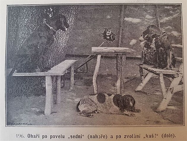 Vecky druhy ps, autor Václav Fuchs, Praha 1903