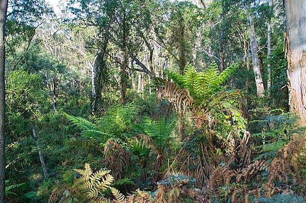 Národní park Budawangs, Austrálie