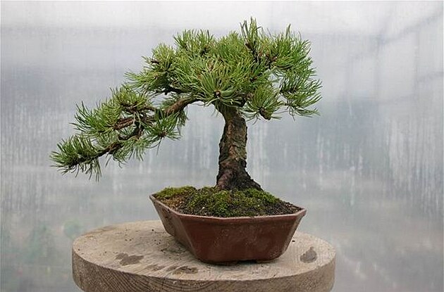 bonsai