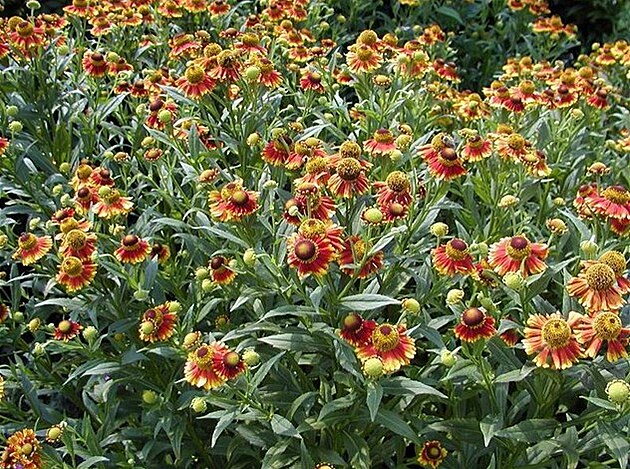 Helenium margot