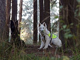 Berri a Ari ekaj v lese, a na n pijde ada