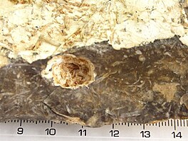 4 Pazourek s kdovou krou a drobnmi fosiliemi-detail  (zahrdksk kolonie...