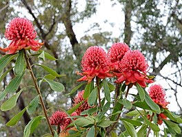 Waratah 2