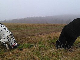 Sorbon a Ejsi svorn pracuj