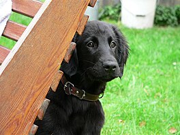 Flat coated retriever. ja jet jako tn