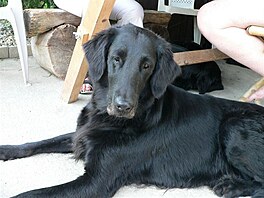 Flat coated retriever. ja v prbhu asu