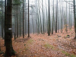 Bukov les na Javorovm vrchu  :o)