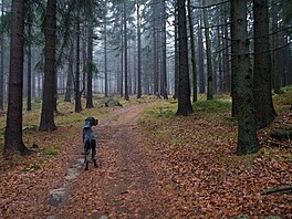 Cesta na Javorov vrch: vlhko, teplo, mlno - houby by mohly rst