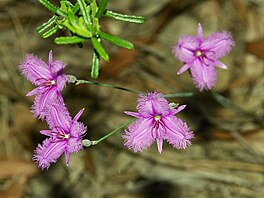 Stapat fringe lily