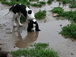 Konen doma! Prvn bata, prvn setkn se smekou, Bijou poznv okol...