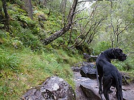 9 - Glen Nevis - v podrostu jsou ovce, take vodtko je nutnost