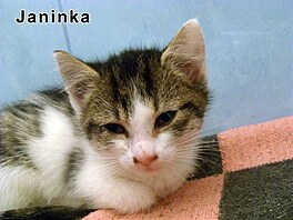 Janinka