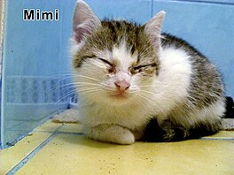 Mimi