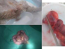 Pyometra u fenky