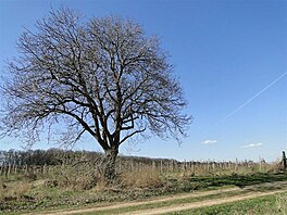 Vinohrady u se zelenaj