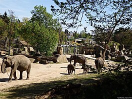 slon rodinka