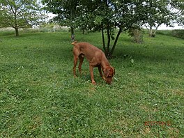 Rumtajn 2017 (maarsk vizsla)