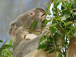 Koala. (Vlet do Austrlie)