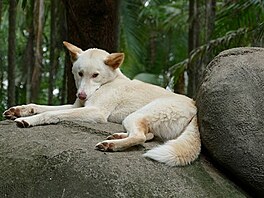 Australia Zoo. Dingo. (Vlet do Austrlie)
