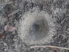 Past na mravence a jin brouky