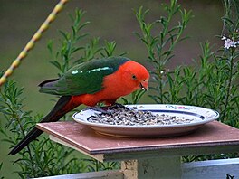 4. vro zaloen osady Echidna v Austrlii