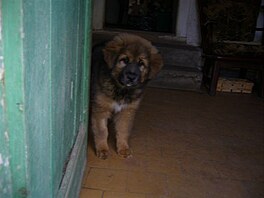 Cambu. Tibetsk doga.