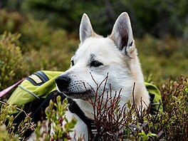 Norsk buhund Elli