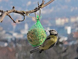 Skorka na lojov kouli, zatek bezna.