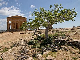 Cesta na Siclii. Agrigento - je to jedna z nejlpe zachovalch staroeckch...