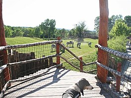 Zebry Grvyho (nejohroenj zebry Afriky). Zoo Dvr Krlov.