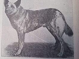 Z knihy Vecky druhy ps, autor Vclav Fuchs, Praha 1903