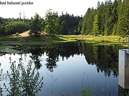 Smrdut bahenn jezrko. esk Kanada, Jindichohradecko, ervenec 2017