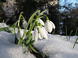 Snenky odpoledne, 8. 2. 2019