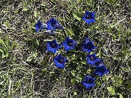 Hoec bezlodyn, Gentiana acaulis