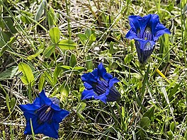 Hoec bezlodyn, Gentiana acaulis