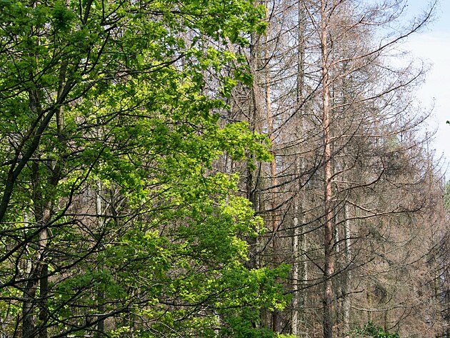 Z Rudíkova do Třebíče. Křižanovská vrchovina 24.-26. 5. 2019