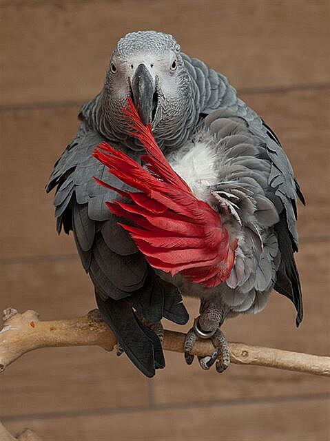 Papouek edý  ako (Psittacus erithacus)