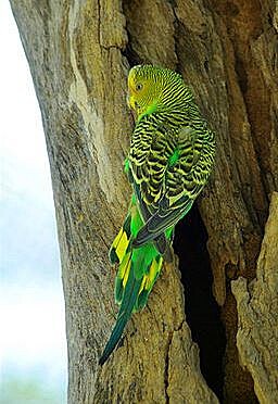 Melopsittacus undulatus, Alice Springs