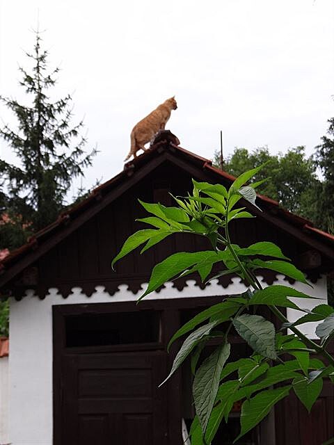 Tobiá: Vidím misky veliké, jejich sláva hvzd se bude dotýkat...