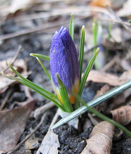 Fialový krokus peil nedávné mrazy. Zaátek bezna.