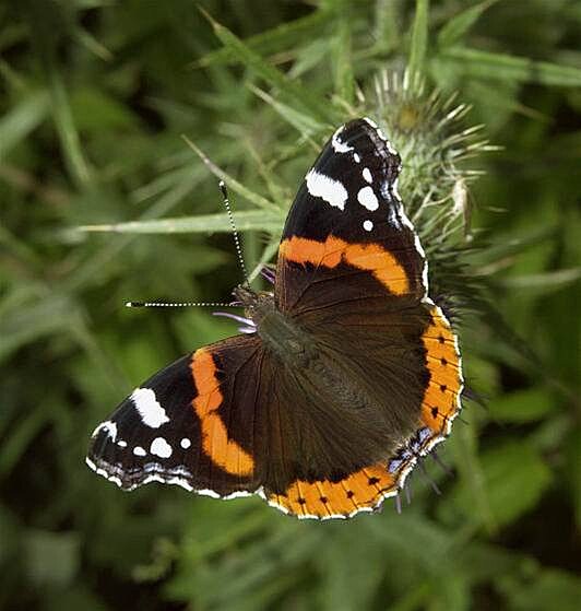 baboka admirál Vanessa atalanta