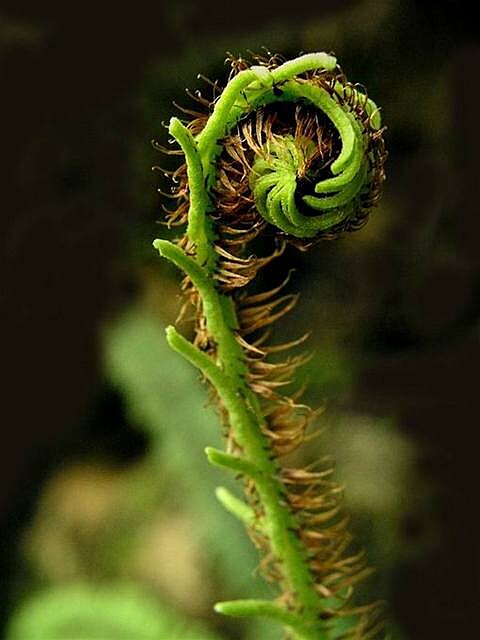 Blechnum rivularis