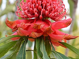 Waratah 1