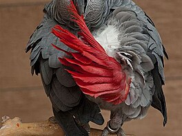Papouek ed  ako (Psittacus erithacus)