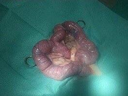 Pyometra u fenky - operace