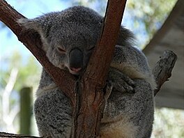 Koala. (Vlet do Austrlie)