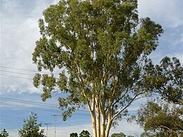 Tyto red gums rostou na zahrdce nedaleko od ns